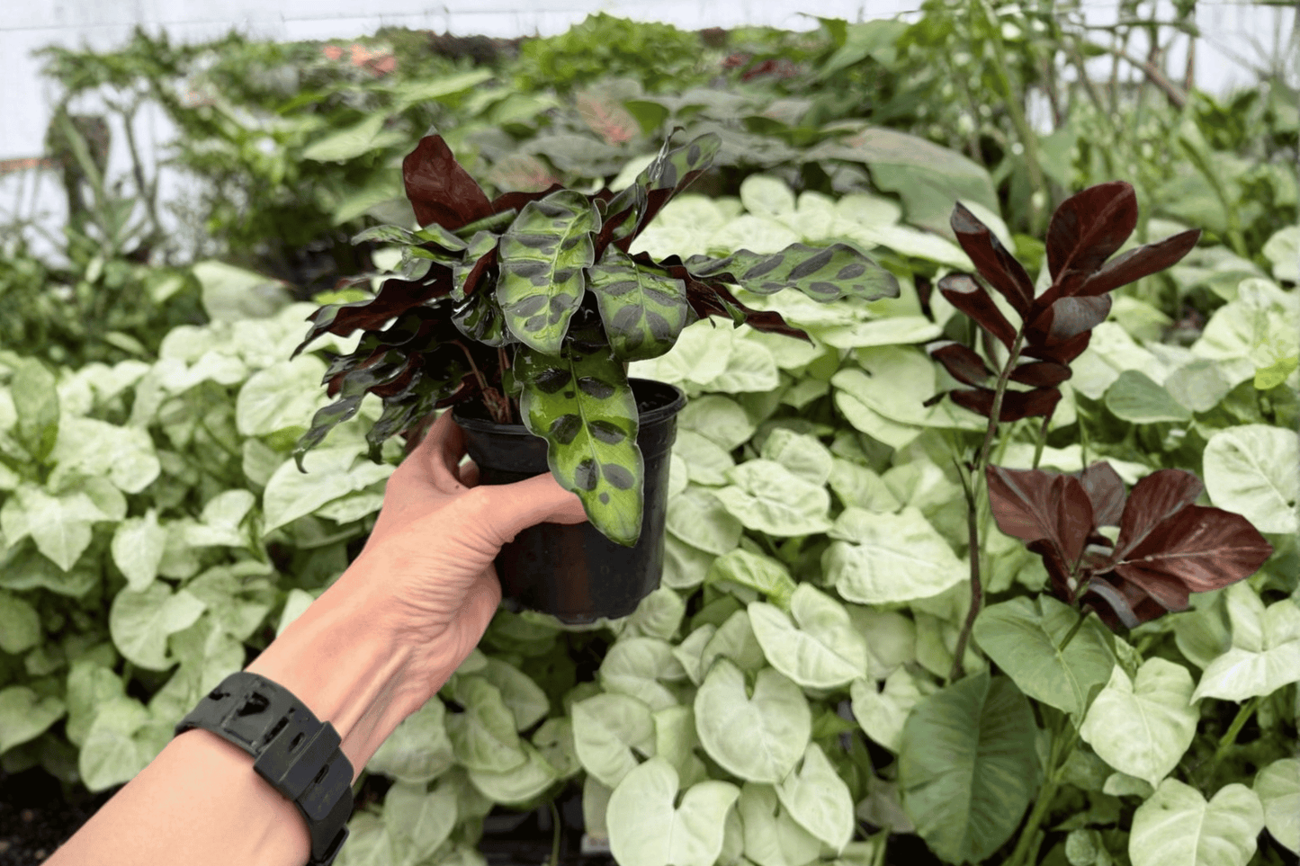 Rattlesnake Calathea 2 Exact Live Plants – 4-Inch Pots – Goeppertia insignis