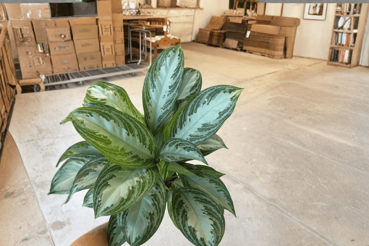 2 Aglaonema Silver Bay Live Plants in 6-Inch Pots – Aglaonema ‘Silver Bay’
