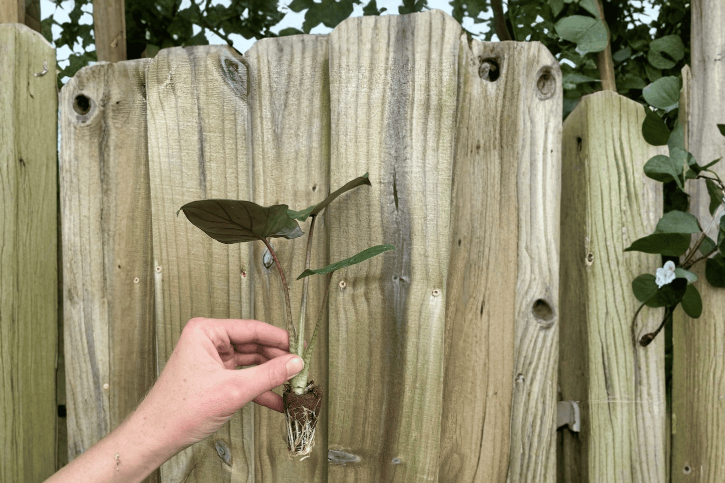 2 Alocasia 'Metalhead' (Portora × Lauterbachiana) Starter Plants – Live Hybrid Alocasia