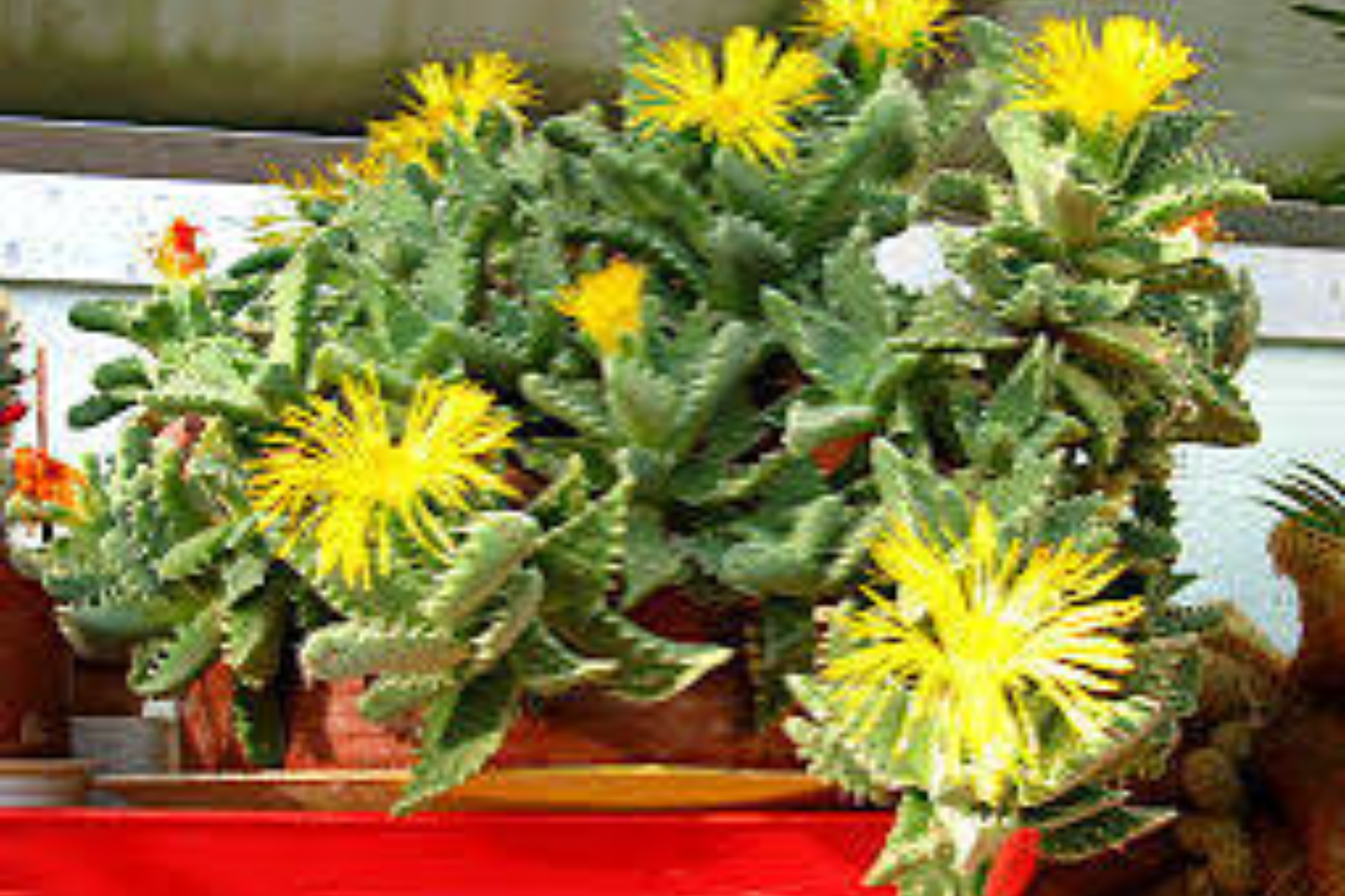Variegated Tiger Jaws Succulent Live Plant in 3 x 2.5-Inch Handmade Pot – Faucaria tigrina