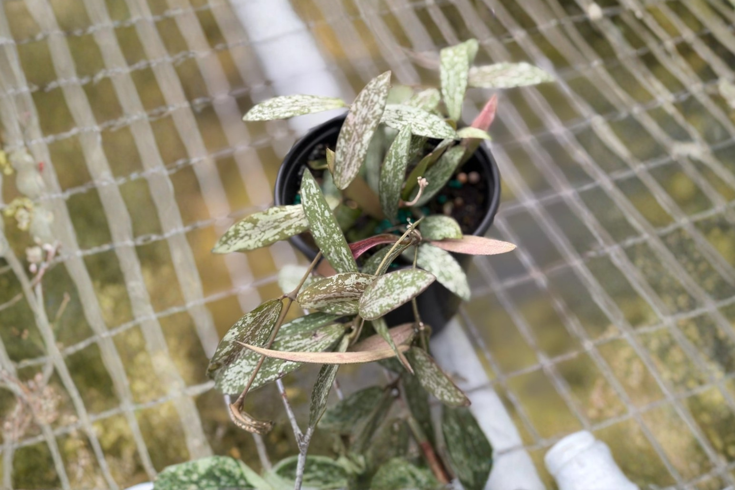 Hoya Sigillatis Live Plant Rare Hoya Houseplant 4 Inch Indoor Tropical Starter Plant Gift