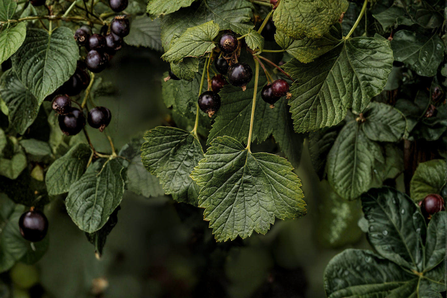 American Black Currant Live Rooted Starter Plant – Edible Shrub, Ribes americanum