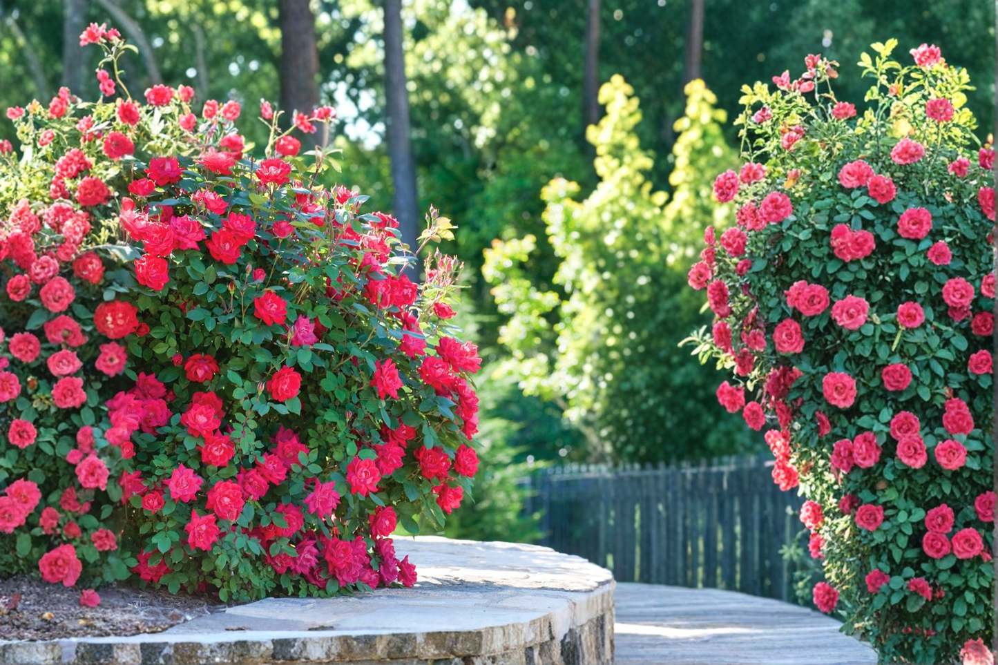 Double Knock Out Red Rose 3 Gal Live Plant – Red Flowering Rose Shrub for Garden Landscape Easy Care Plant No Ship CA