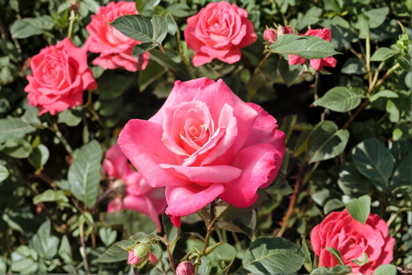 Grace Kelly Grandiflora Rose Live Plant 2 Gal Cream Pink Rose Bush, Everblooming Flowering Shrub for Garden Outdoor