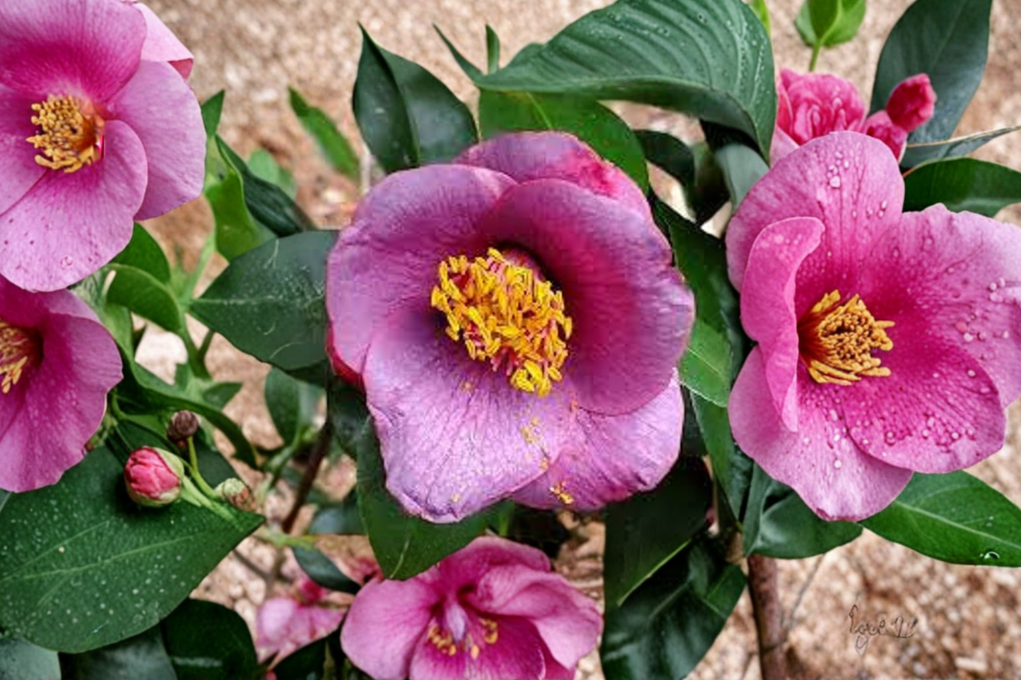 Japanese Camellia ‘Grape Soda’ 3 Gallon – Camellia japonica Deep Red Evergreen Flowering Shrub