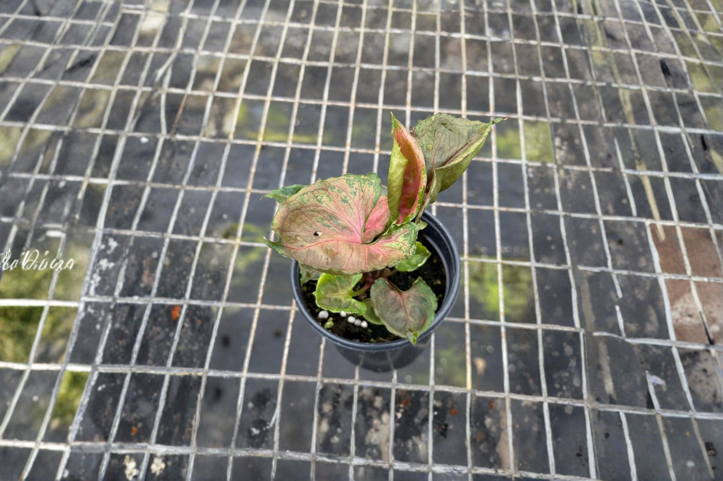 Syngonium Strawberry Ice Live Plant Rare Pink Arrowhead Tropical Indoor Starter Houseplant Gift