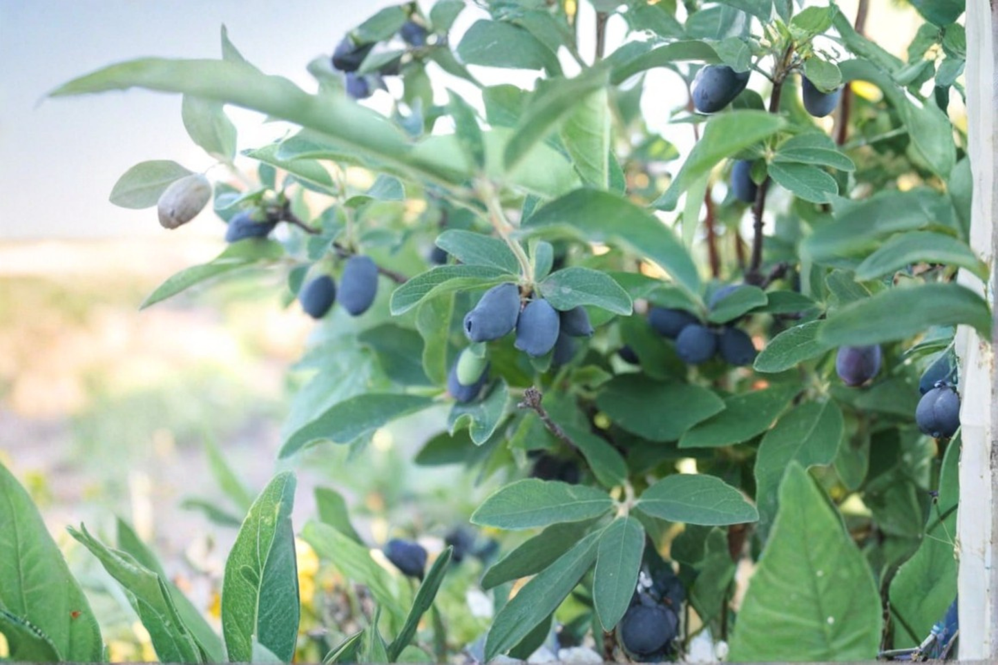 Blue Velvet Honeyberry Plant Live 1 Gallon Potted Fruit Bearing Haskap Berry Shrub Ready to Grow Garden Plant