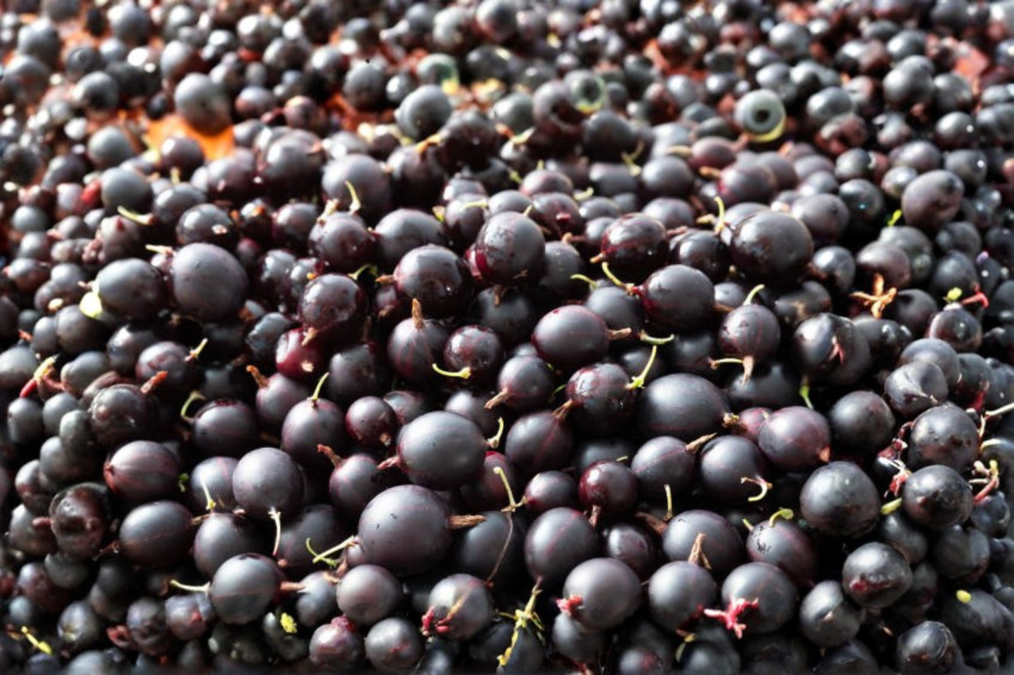 Black Velvet Gooseberry Worcesterberry Cross Live Plant – 1 Starter Plant – Ribes Hybrid