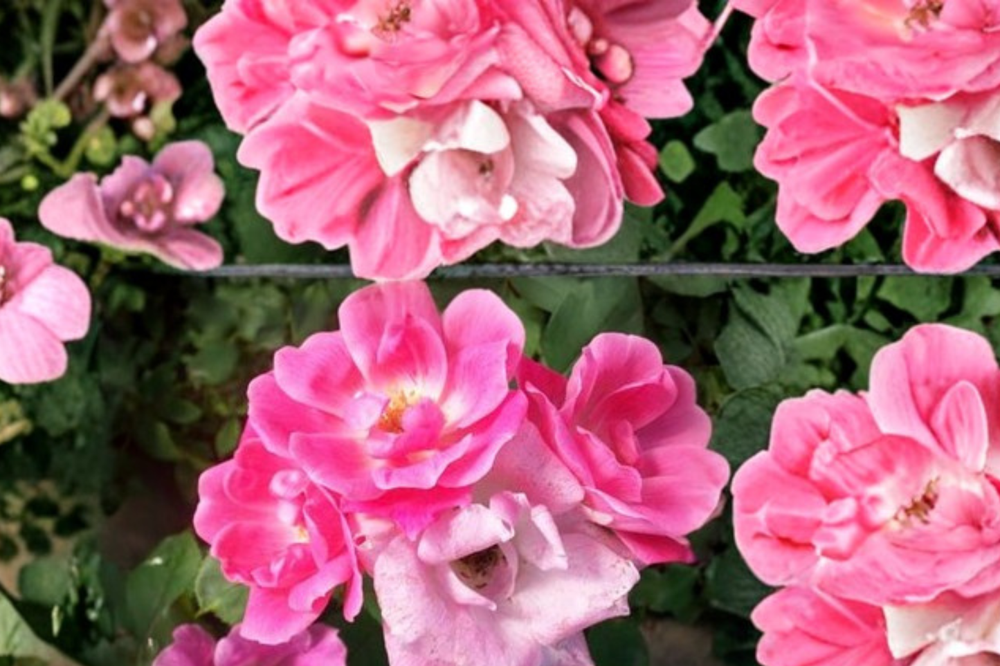 Pink Knock Out Rose Live Plant 2 Gal Medium Pink Rose Bush, Continuous Blooming Shrub for Garden Outdoor Landscaping