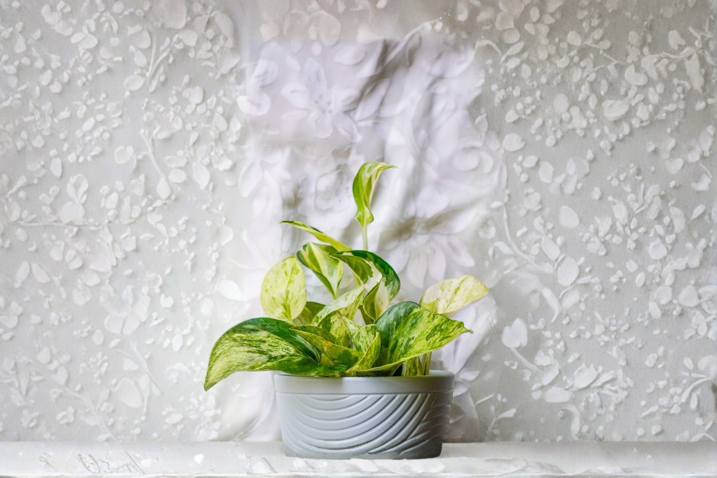 N' Joy Pothos Live Plant – 4 Inch Pot – Variegated Tropical Houseplant – Epipremnum aureum 'N' Joy'