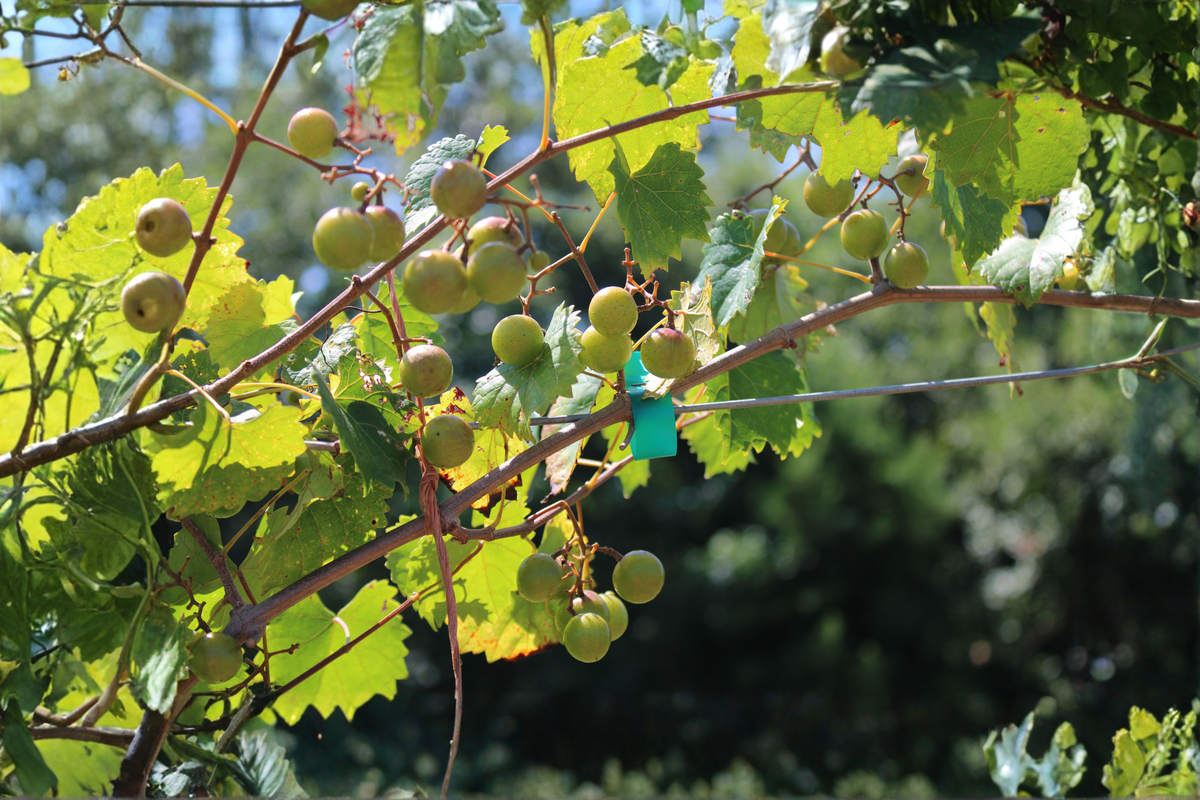 Carlos Bronze Muscadine Grape Live Plant Plug 4–8 Inches Tall – Vitis rotundifolia