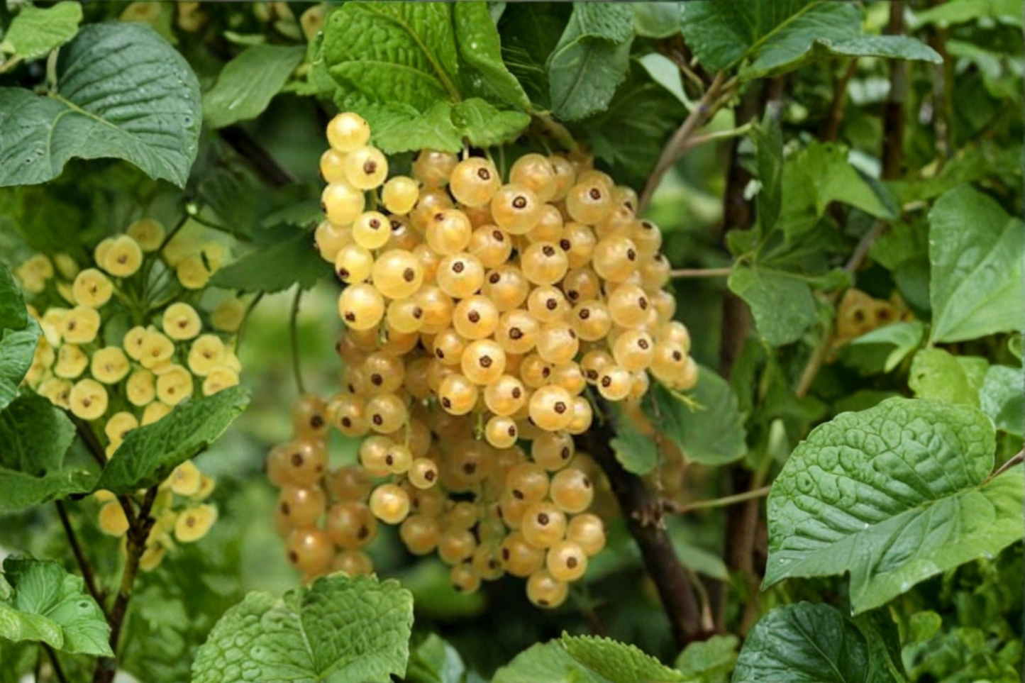 Zitavia White Currant Plant Live White Currant Shrub Berry Plant Upright Growing Garden Shrub Ready to Grow
