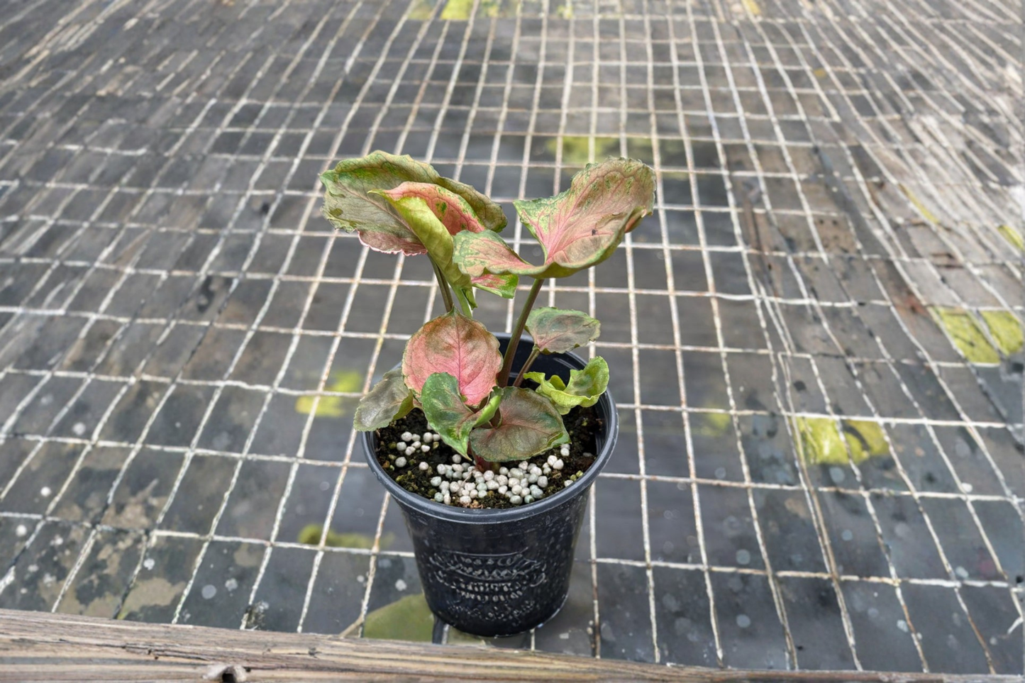 Syngonium Strawberry Ice Live Plant Rare Arrowhead Tropical Indoor Houseplant Rooted Starter Plant Gift