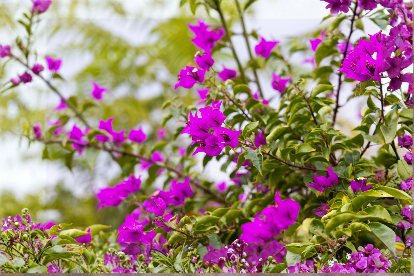 Violet Bougainvillea Live Starter Plant – Well Rooted Plug in Container – Bougainvillea spp.