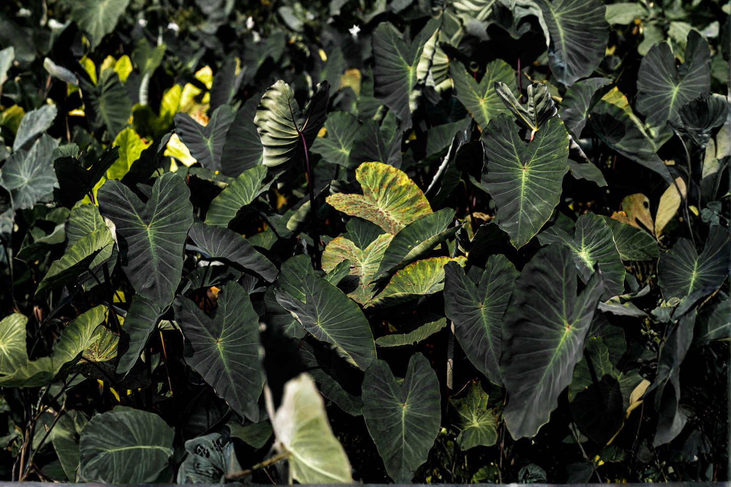 Black Ruffles Elephant Ear Live Plant – Colocasia esculenta 'Black Ruffles'