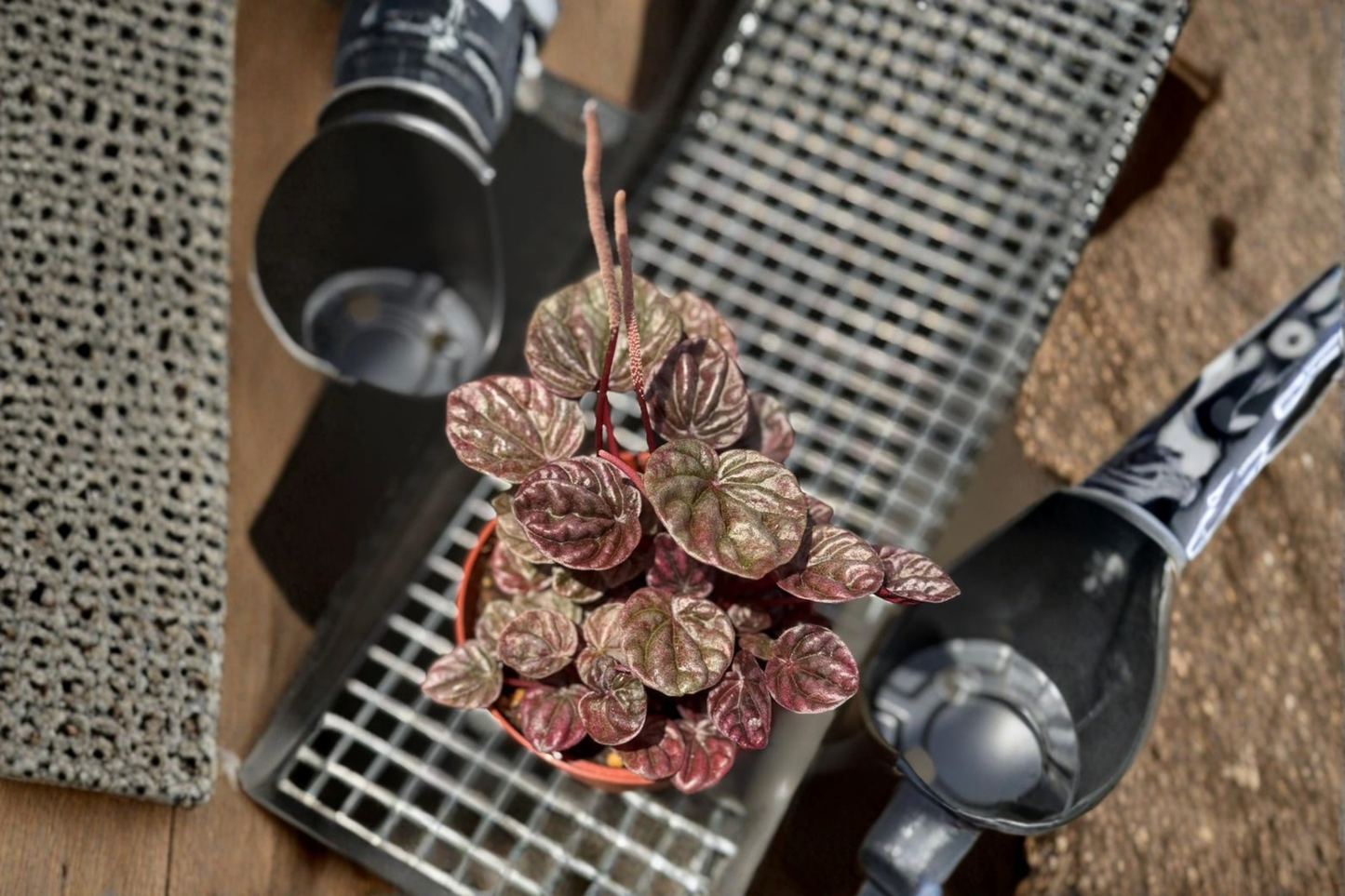 Peperomia Schumi Red Live Plant Red Tropical Houseplant 3 Inch Pot Pet Friendly Beginner Indoor Plant Gift