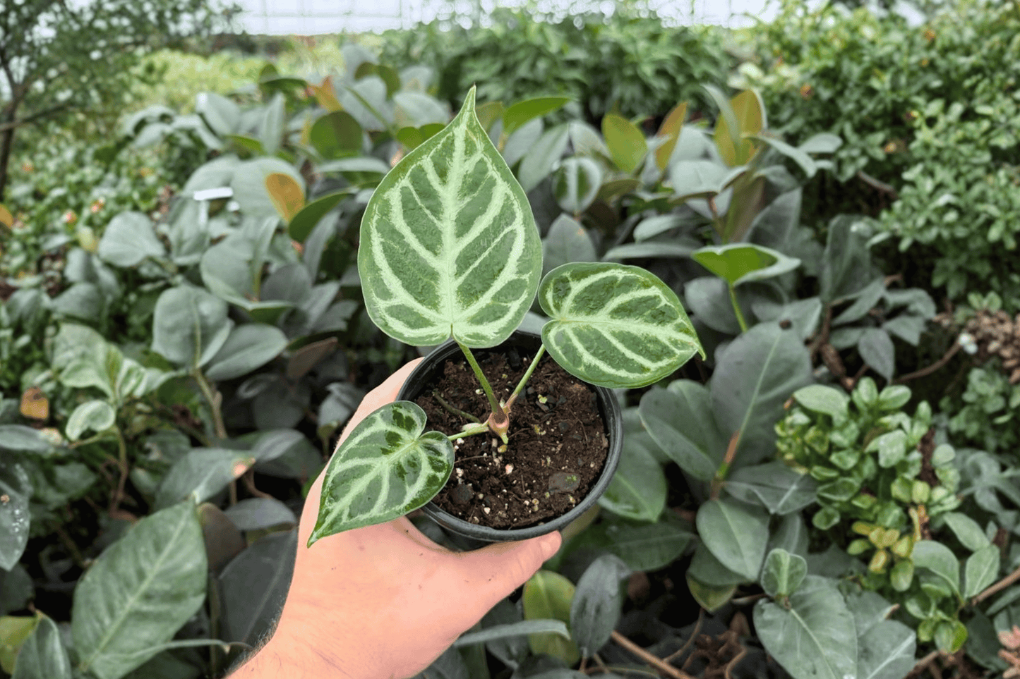 Anthurium Silver Hope x Hoffmanii 2 Exact Live Plants – 4-Inch Pots