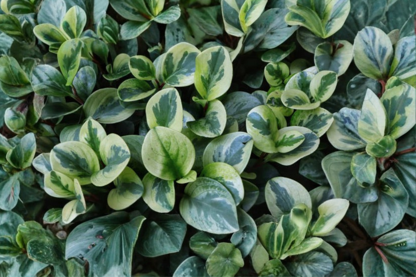 Marble Peperomia Obtusifolia Live Plant – Well Rooted – 7 Inch Tall – Peperomia obtusifolia 'Marble'
