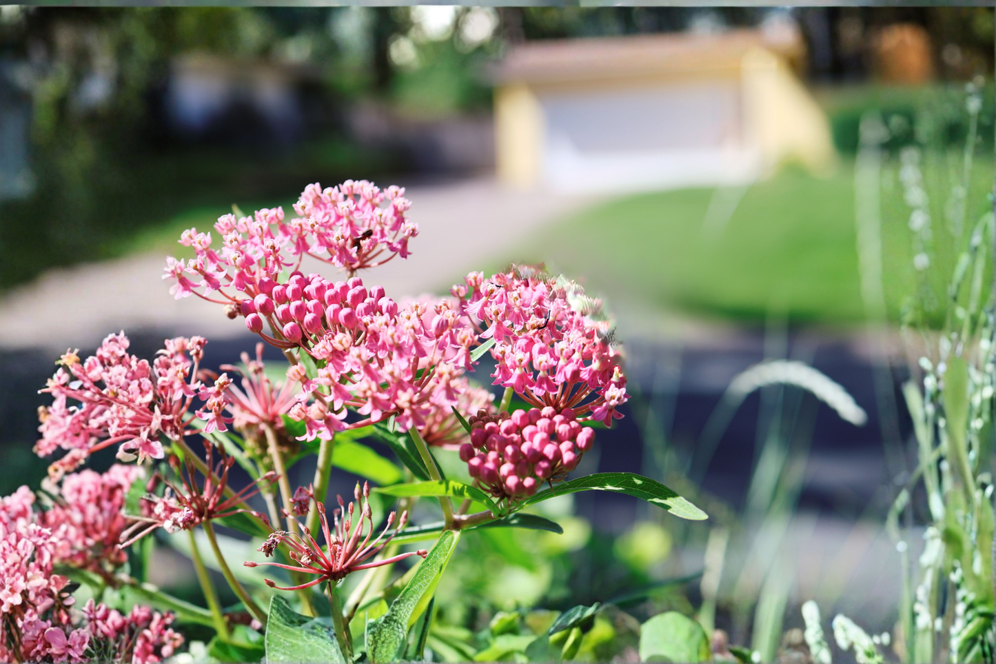 Set of 2 Red Swamp Milkweed Live Starter Plants 3–8 Inches Tall – Asclepias incarnata
