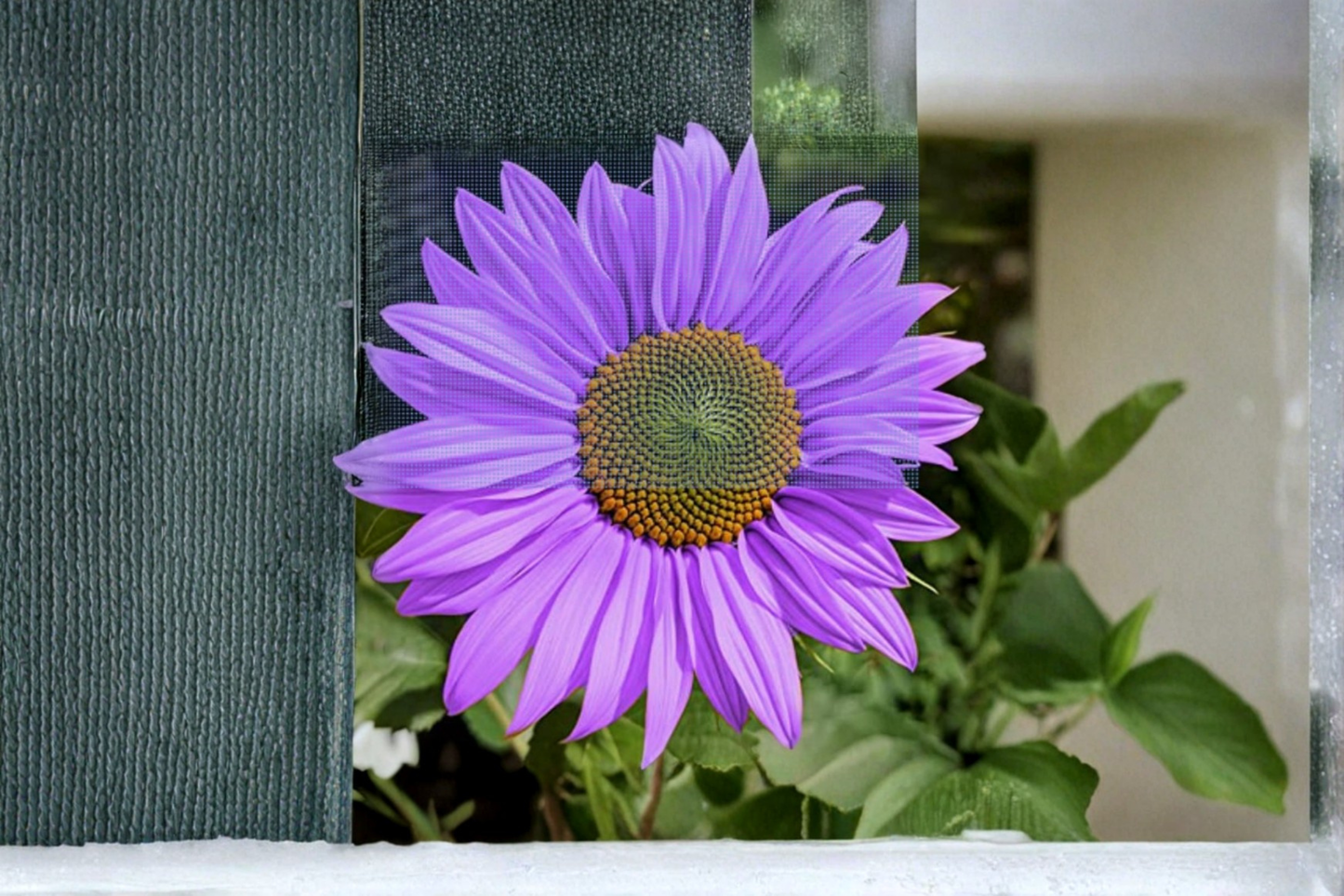 Purple Sunflower Seeds Rare Ornamental Flower Plant 20 Seeds for Outdoor Garden and Backyard Growing