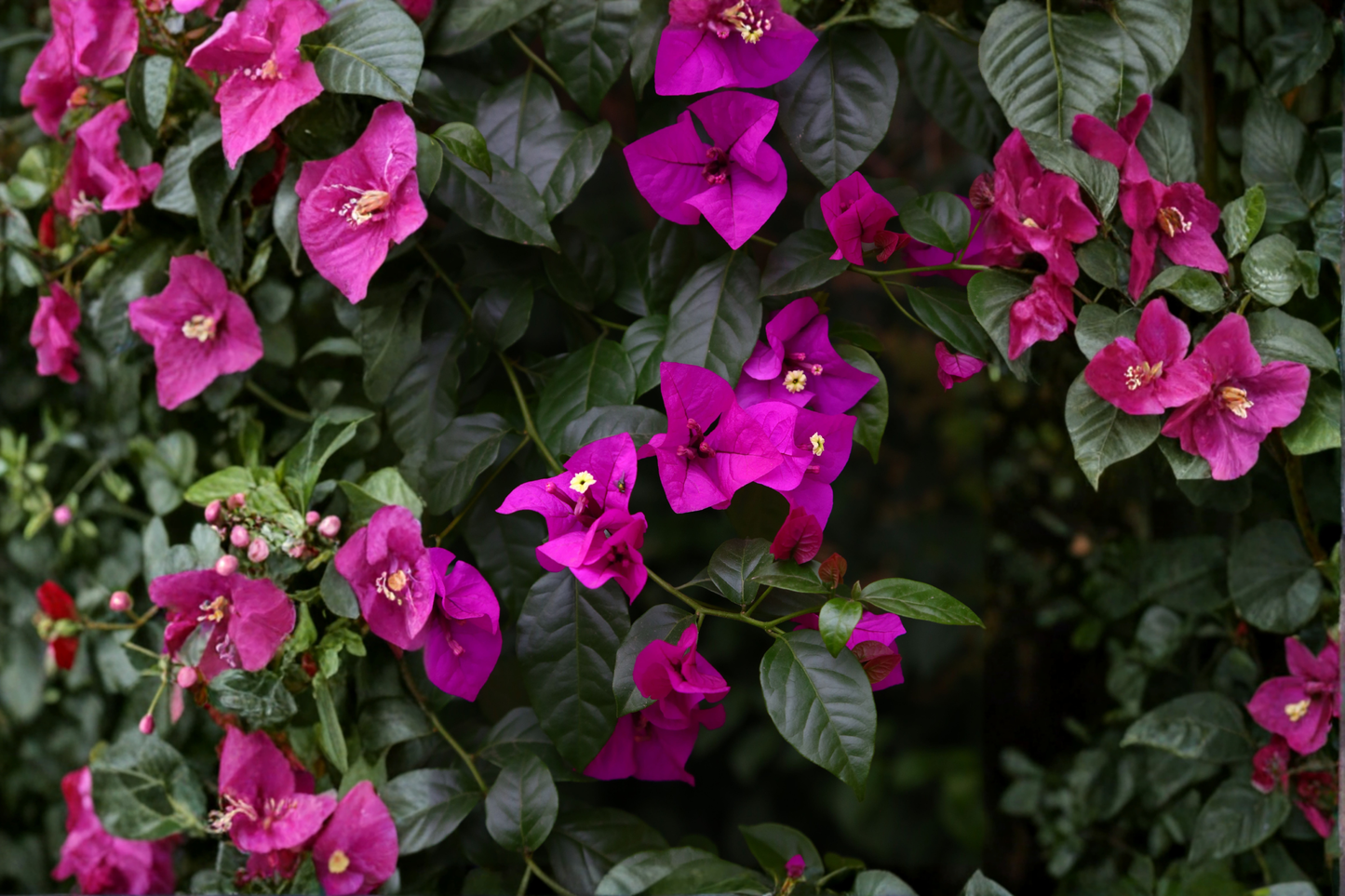 Royal Purple Bougainvillea Live Plant – Bougainvillea 'Royal Purple'