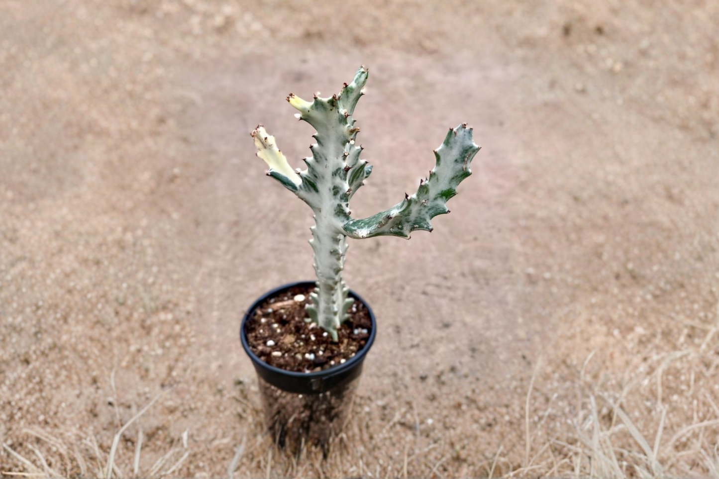 Euphorbia Trigona Ghost Live Plant White Succulent Indoor Houseplant Thorny Euphorbia in 4 Inch Pot