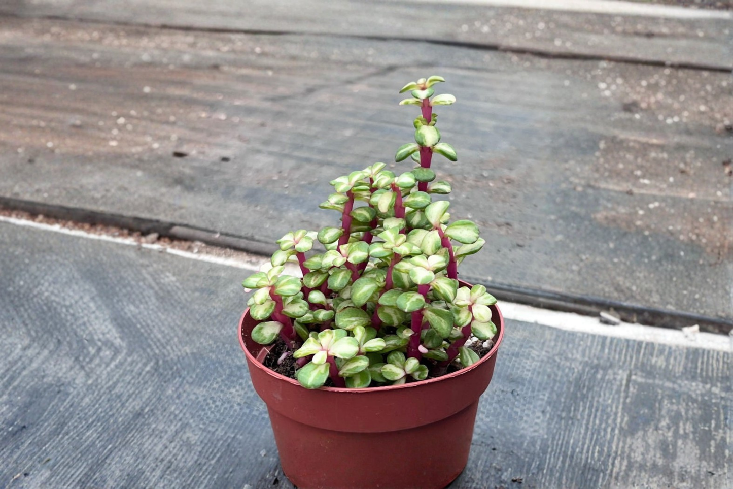 Variegated Elephant Bush Live Plant Portulacaria Afra Succulent Pet Safe Indoor Outdoor Houseplant Gift
