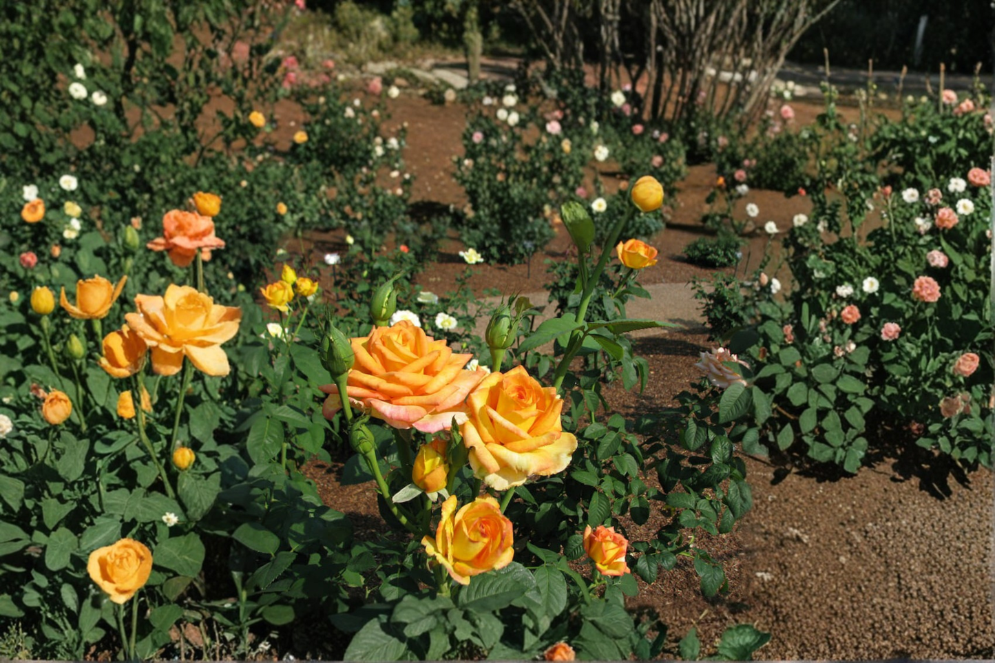 Gold Medal Grandiflora Rose Live Plant 3 Gal Yellow Orange Rose Bush, Large Bloom Flowering Shrub for Garden Outdoor