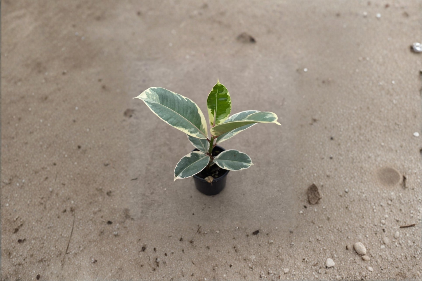 Ficus Tineke Live Plant Variegated Rubber Plant Indoor Tropical Houseplant Rare Ficus Ruby Burgundy in 2 Inch Pot