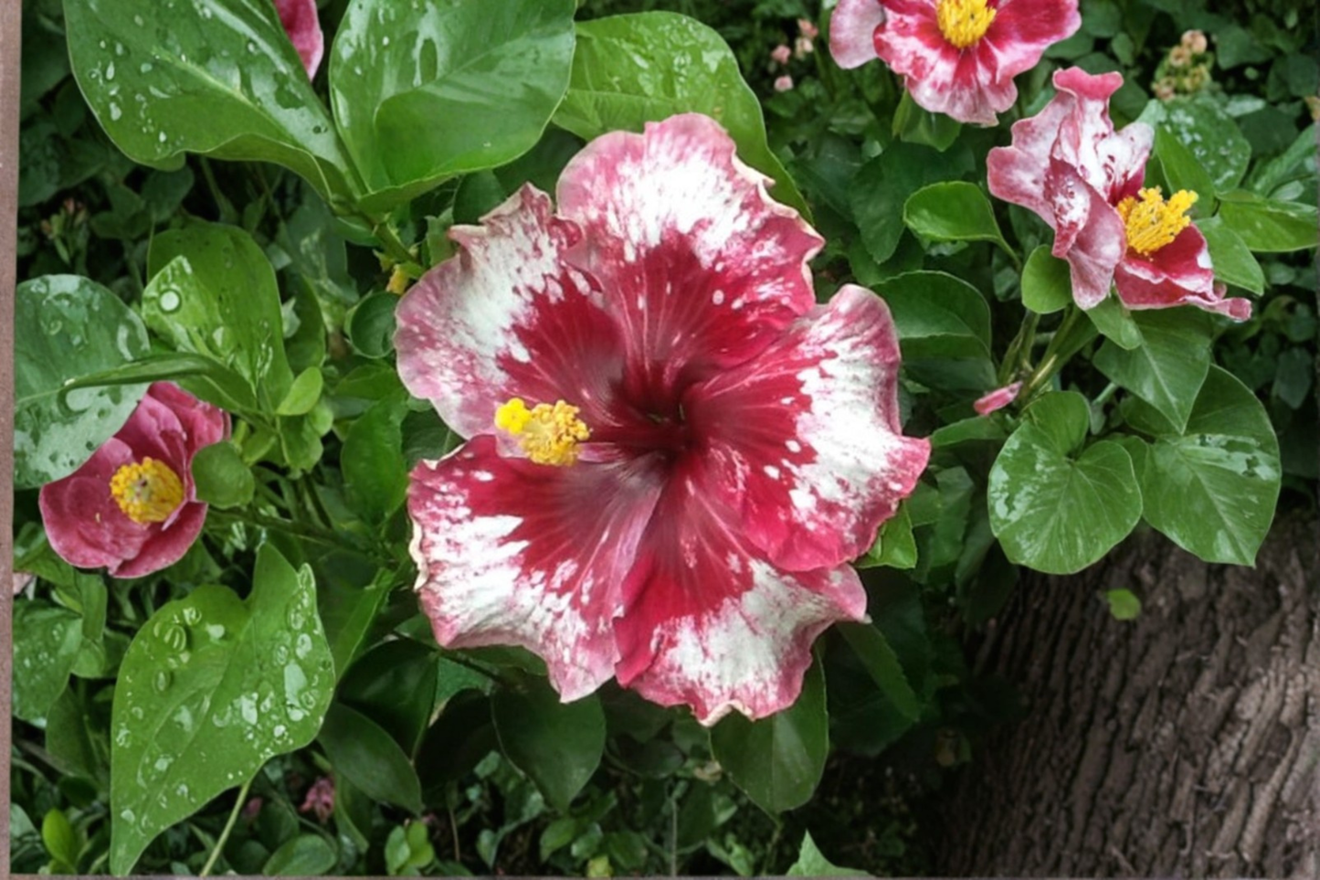 Rare White Red Giant Hibiscus Seeds Tropical Flower Plant for Indoor Outdoor Growing 5 Seeds with Instructions