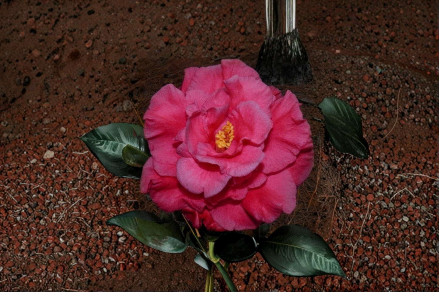 Japanese Camellia ‘Dr. J. C. Raulston’ 1 Gallon Live Plant – Camellia japonica Pink Evergreen Flowering Shrub