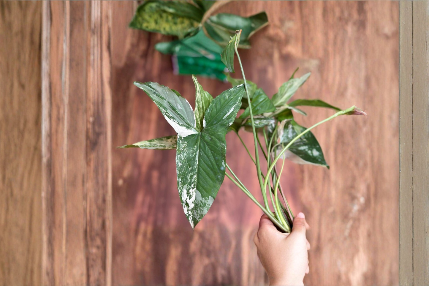 Syngonium Albo Live Plant Variegated Arrowhead Tropical Indoor Houseplant Rare Starter Cutting Gift