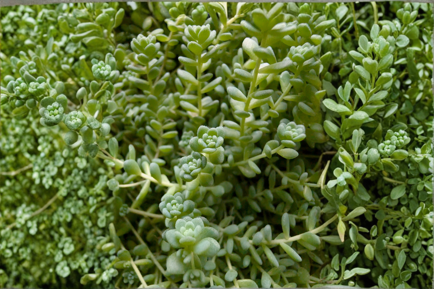 50 Creeping Sedum Groundcover Live Plants 1–3 Inches Tall – Perennial Stonecrop Variety