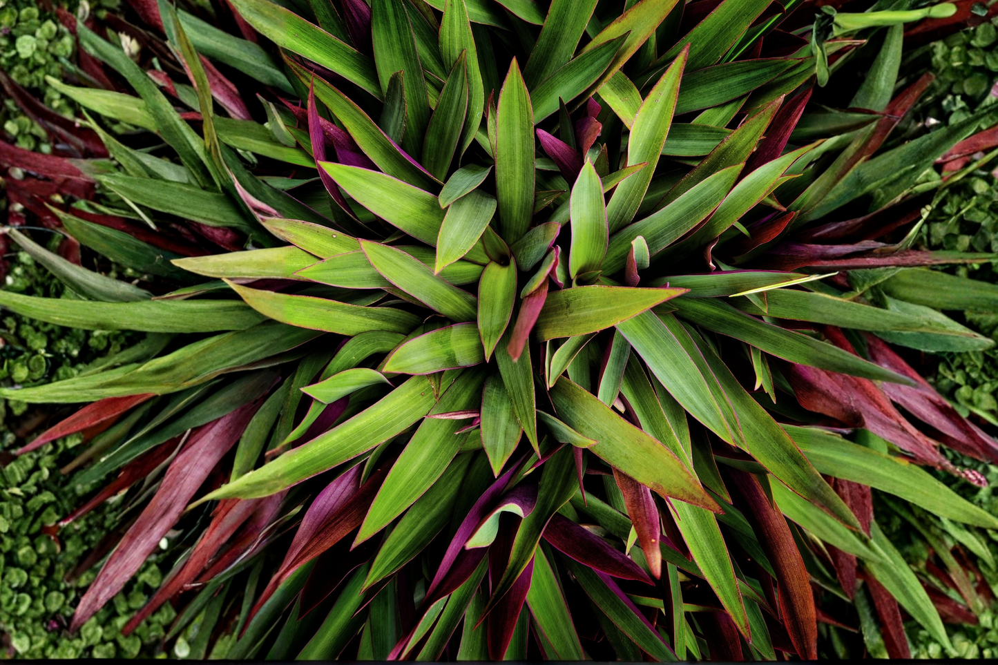 Oyster Plant 'Moses in the Cradle' 5 Live Rooted Plants – Tradescantia spathacea
