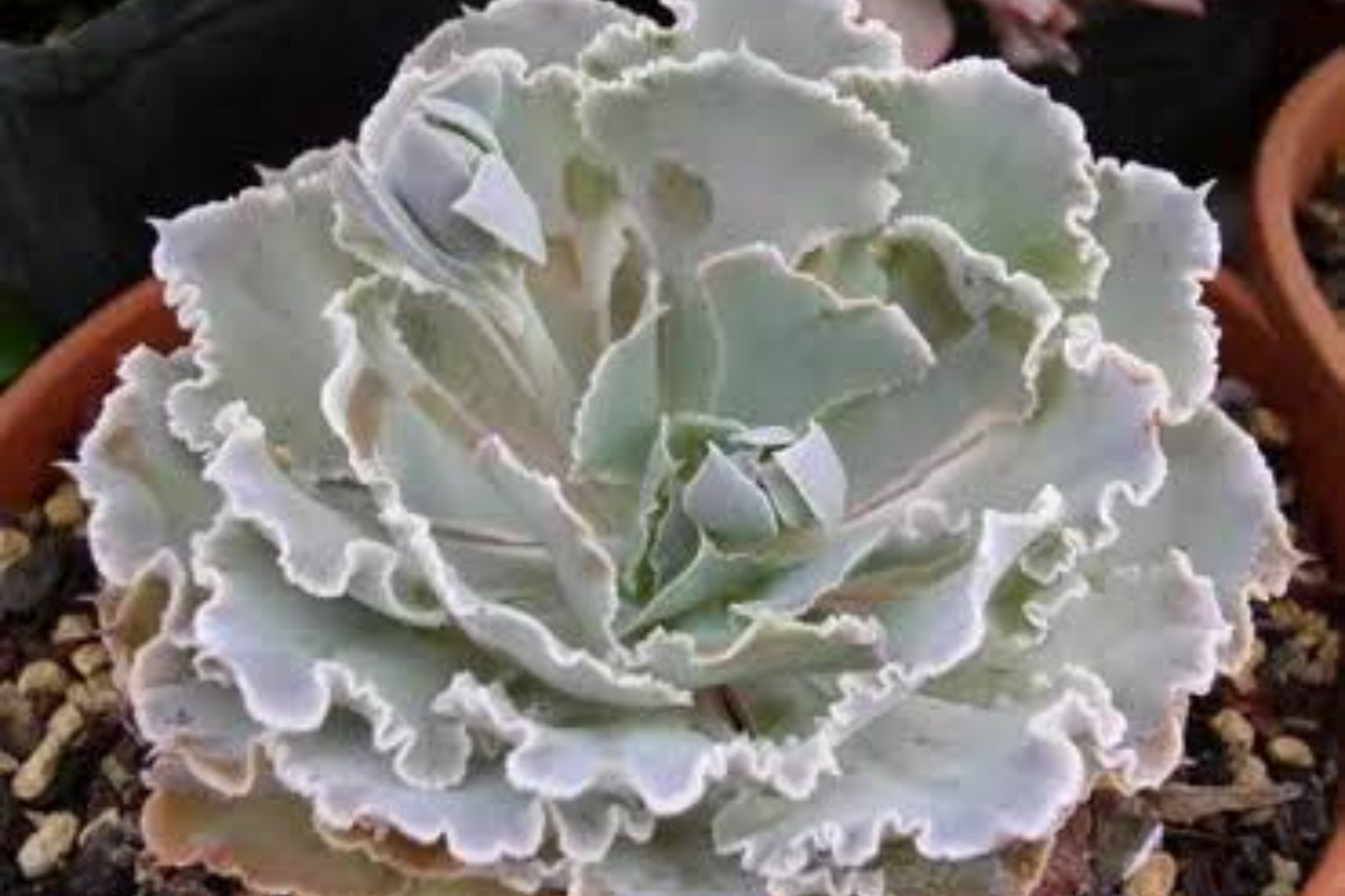 Live Echeveria 'Crispate Beauty' Succulent Plant – Bare Root Houseplant
