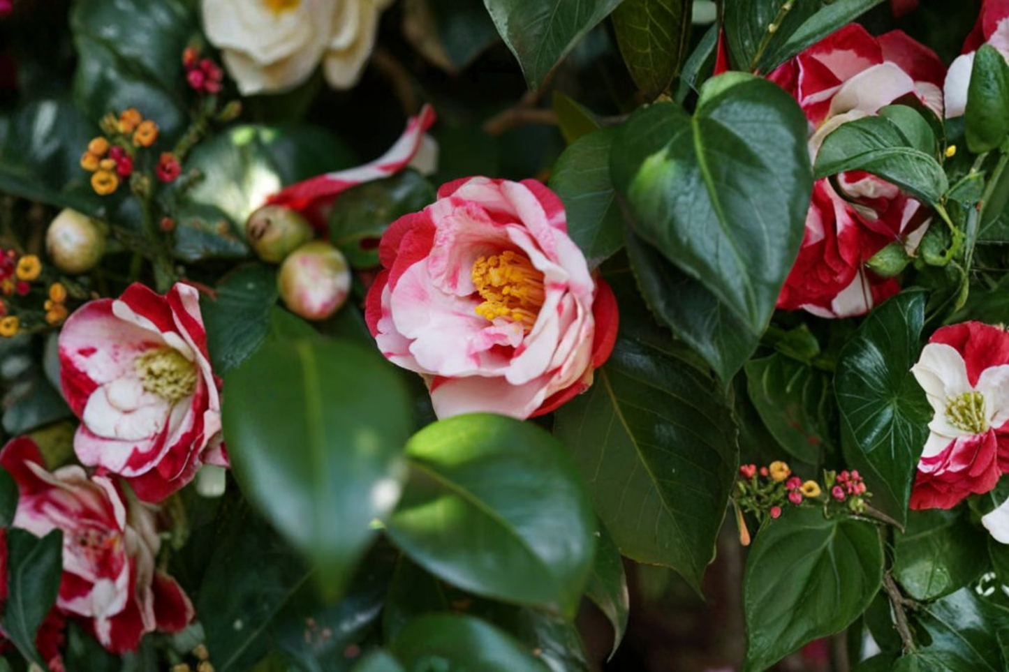 Iwane-Shibori Camellia Japonica Live Starter Plant – Bicolor Bloom Camellia in Pot