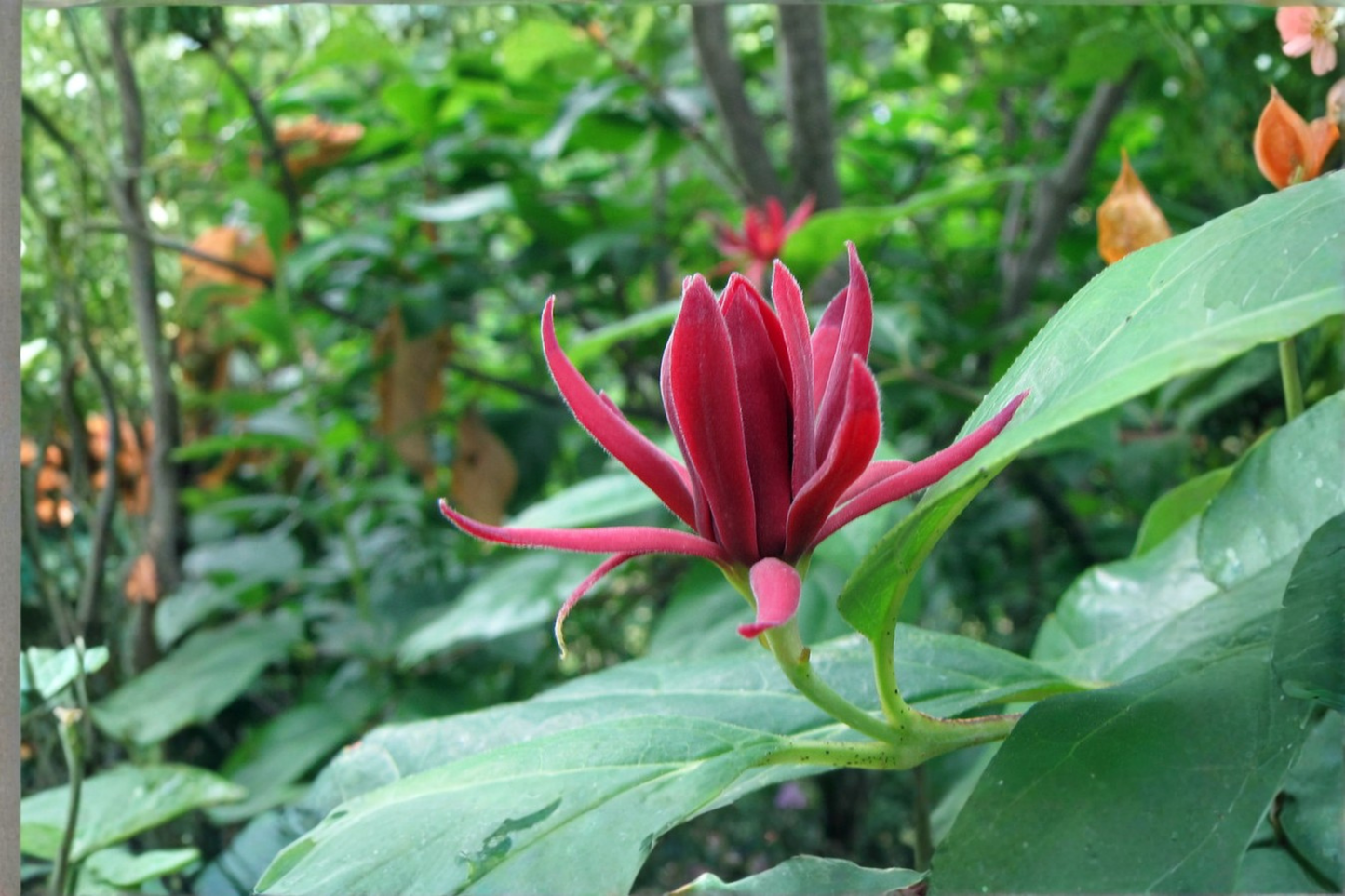 Sweet Shrub Live Plant 6–18 Inches Tall in Quart Pot – Carolina Allspice – Calycanthus floridus
