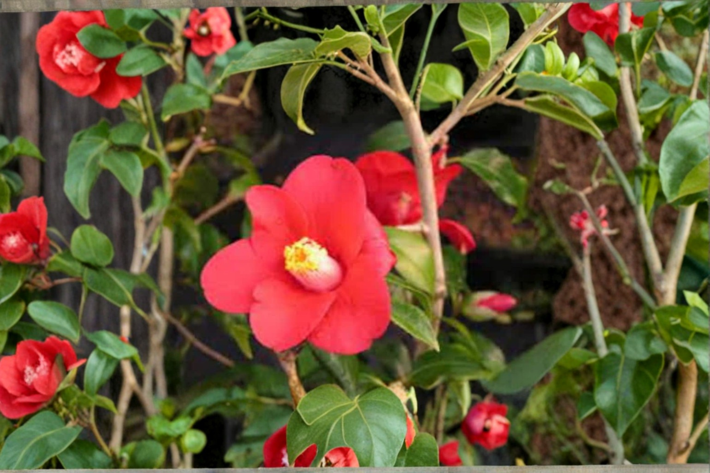 Japanese Camellia ‘Adeyaka’ 1 Gallon Live Plant – Camellia japonica Red Evergreen Flowering Shrub