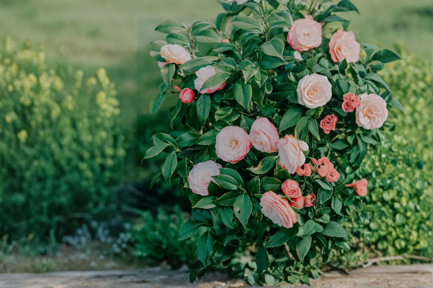 April Dawn Camellia Live Starter Plant – 4L Pot – Camellia japonica 'April Dawn'