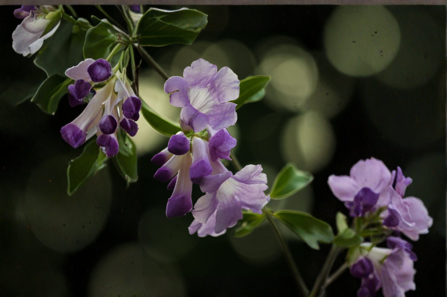 Garlic Vine Live Starter Plant with Purple Trumpet Flowers – Mansoa alliacea