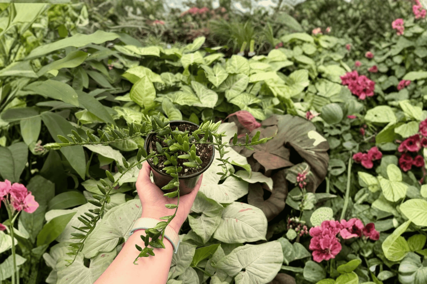 Hoya Engleriana Live Plant – 2 Plants Bare Root – Hoya engleriana – Originally Grown in 4" Pot