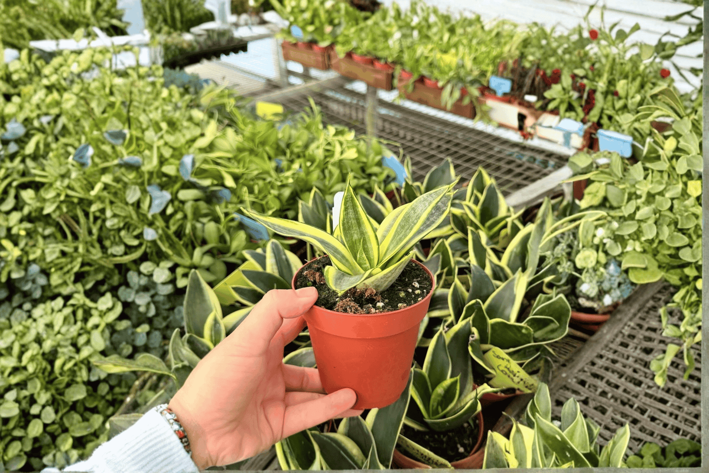 Golden Hahnii Snake Plant 2 Live Plants – 4-Inch Pots – Dracaena trifasciata ‘Golden Hahnii’