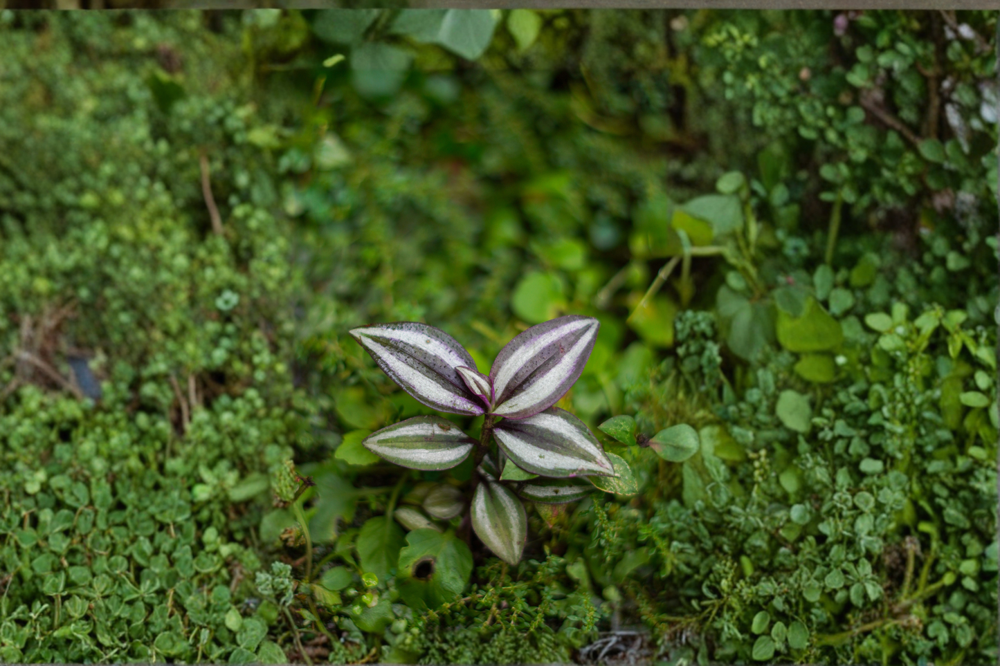 10 Tradescantia Zebrina Purple Live Cuttings – Unrooted Wandering Dude Plant