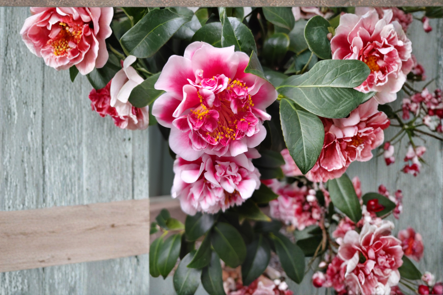 Mike Witman Bicolor Camellia Live Starter Plant – Camellia japonica – Rare Flowering Shrub
