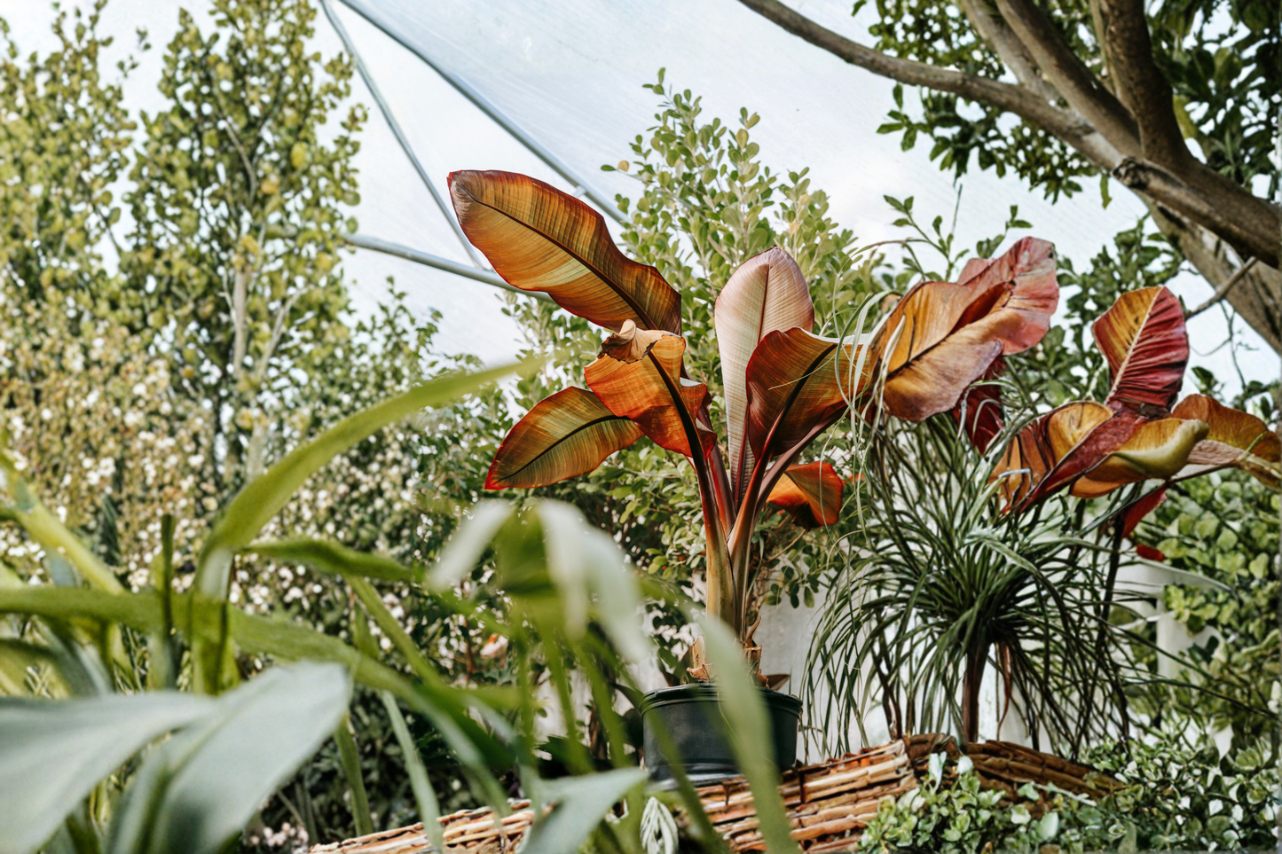Red Abyssinian Banana Live Plant in 3 Inch Pot – Ensete ventricosum 'Maurelii'