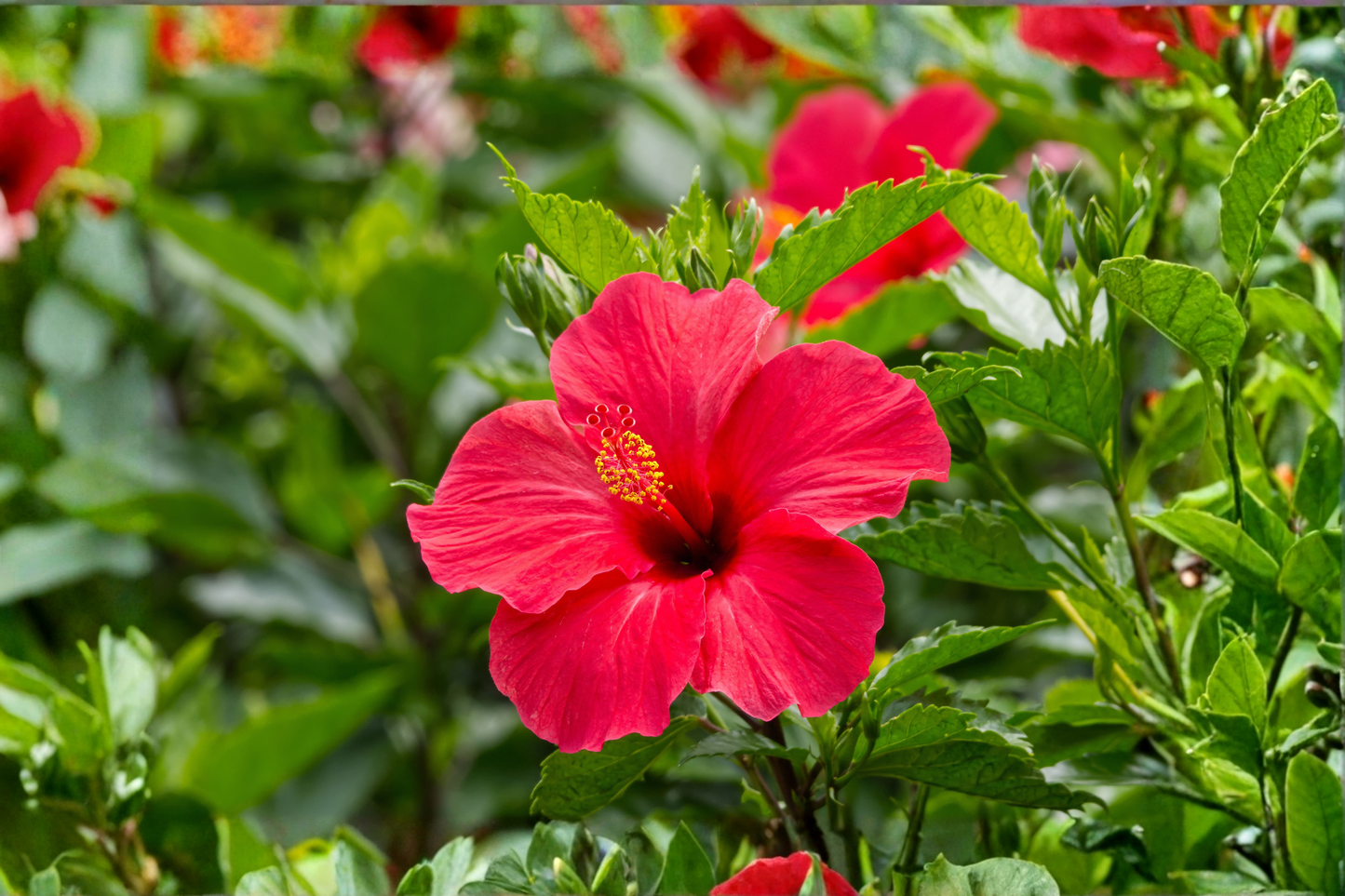 Red Tropical Hibiscus Live Plant – 4 Inch Pot – Starter Flowering Shrub – Hibiscus rosa-sinensis