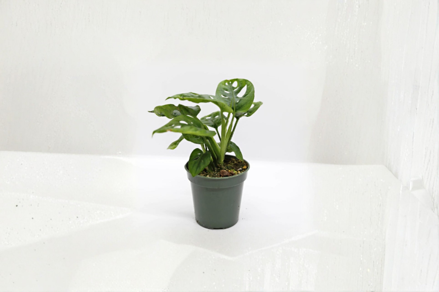 Monstera Adansonii Swiss Cheese Plant Live Indoor Houseplant Rooted Split Leaf Monstera in 2 or 4 Inch Pot
