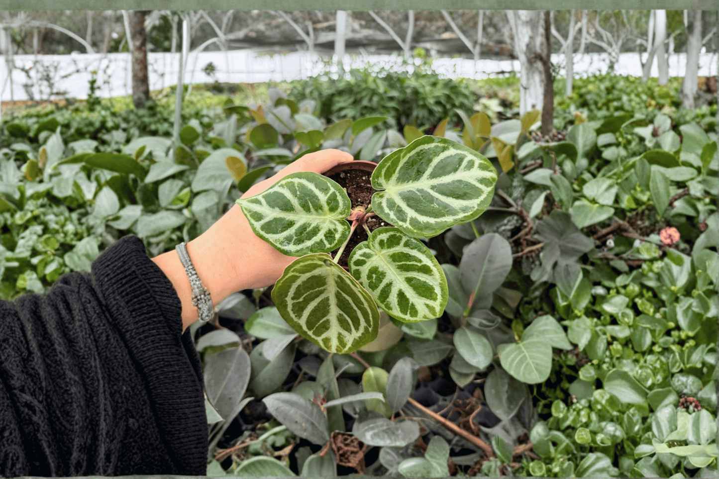 Anthurium Dorayaki x MBR 2 Exact Live Plants – 4-Inch Pots