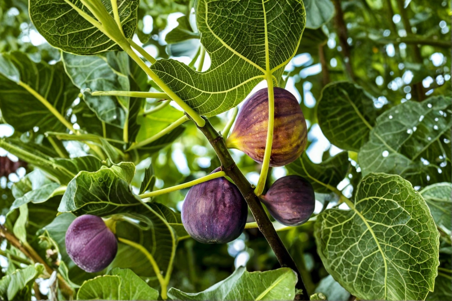 Brown Turkey Fig Tree Air Layered Live Plant 2ft Tall Ready to Fruit Fig Tree Backyard Garden Container Growing