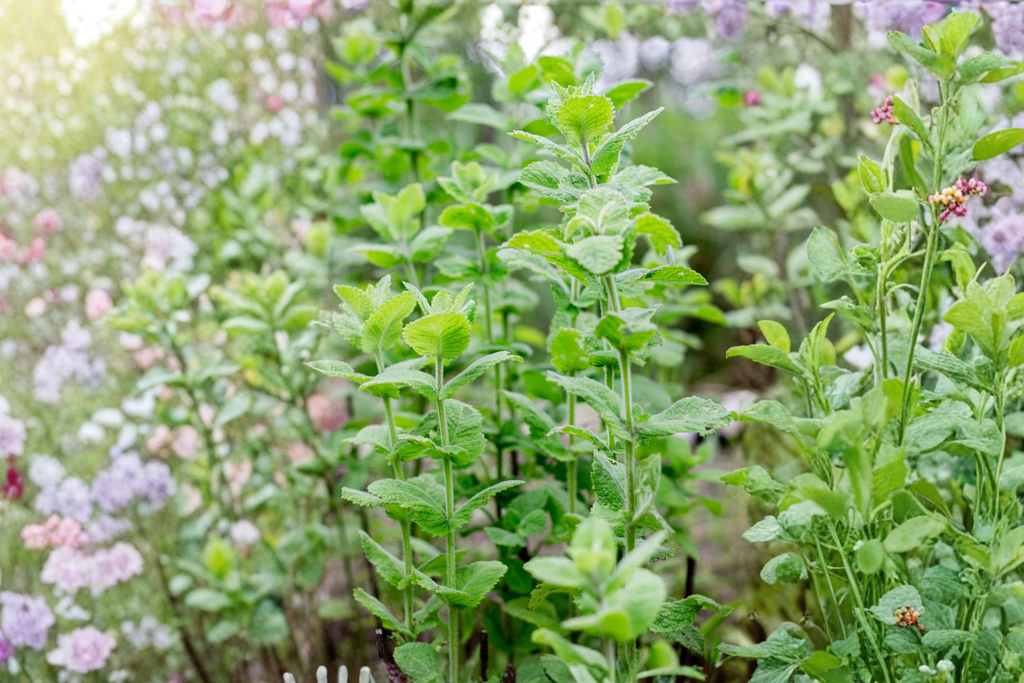 2 Wrigley's Spearmint Live Rooted Plants 4–6 Inch Size – Mentha spicata